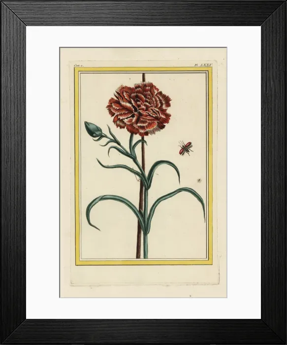 Framed Print : Carnation, Dianthus caryophyllus Framed Print : Carnation, Dianthus caryophyllus