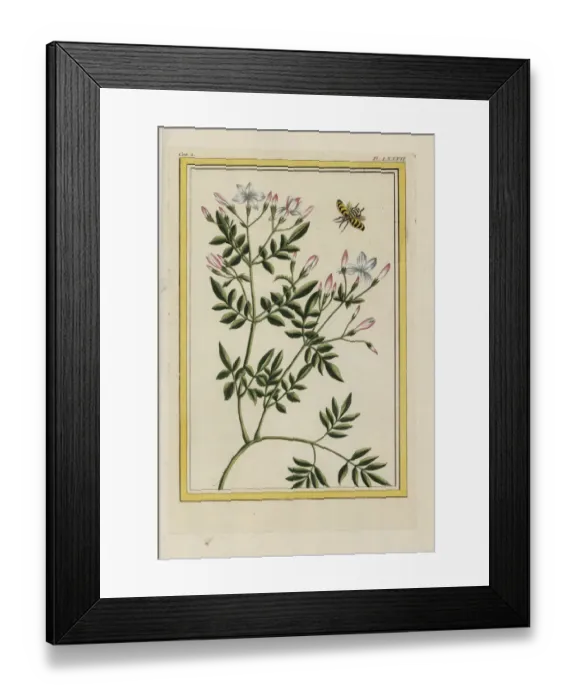 Framed Print : Spanish jasmine, Jasminum grandiflorum Framed Print : Spanish jasmine, Jasminum grandiflorum