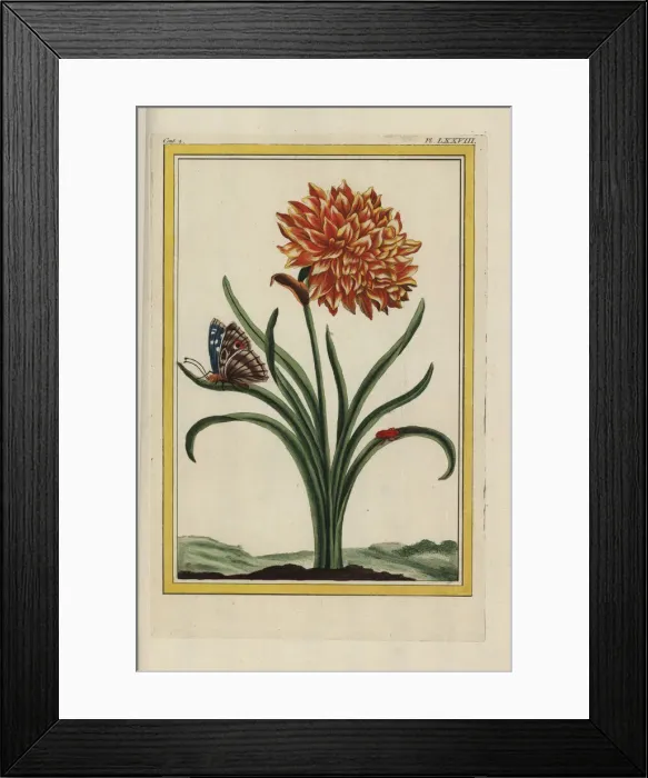 Framed Print : Double-flowered daffodil, Narcissus hybrid Framed Print : Double-flowered daffodil, Narcissus hybrid