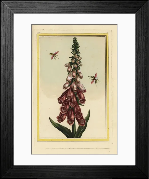 Framed Print : Foxglove, Digitalis purpurea
