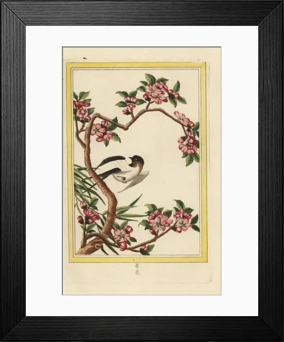 Framed Print : Peach blossom, Prunus persica Framed Print : Peach blossom, Prunus persica