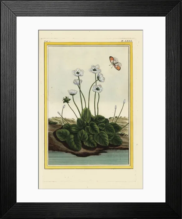 Framed Print : Marsh grass of Parnassus or bog-star, Parnassia palustris Framed Print : Marsh grass of Parnassus or bog-star, Parnassia palustris