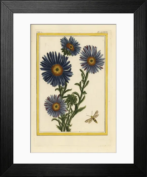 Framed Print : China star, Callistephus chinensis Framed Print : China star, Callistephus chinensis