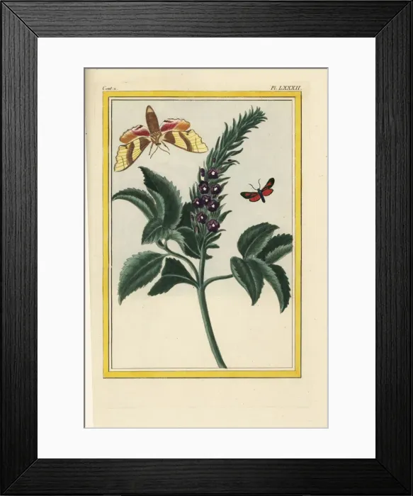 Framed Print : Porterweed, Stachytarpheta orubica Framed Print : Porterweed, Stachytarpheta orubica