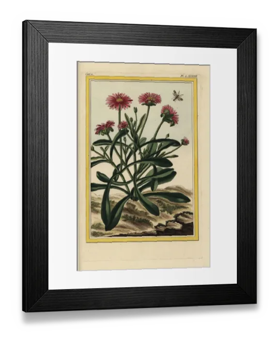 Framed Print : Rosy dewplant, Lampranthus roseus Framed Print : Rosy dewplant, Lampranthus roseus