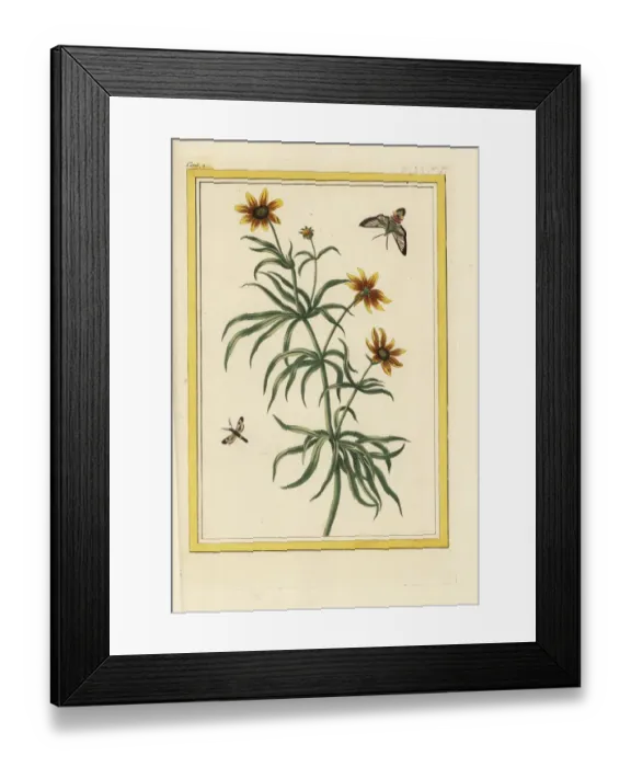 Framed Print : Threadleaf coreopsis, Coreocopsis verticillata Framed Print : Threadleaf coreopsis, Coreocopsis verticillata