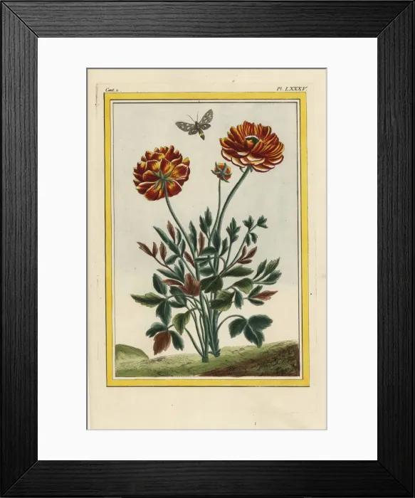 Framed Print : Persian buttercup hybrid Harlequin, Ranunculus asiaticus Framed Print : Persian buttercup hybrid Harlequin, Ranunculus asiaticus