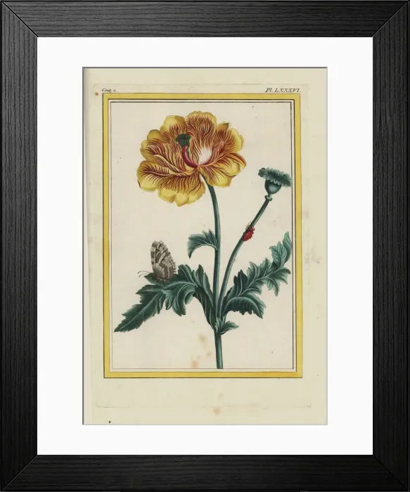 Framed Print : Hybrid poppy, Papaver or Meconopsis species Framed Print : Hybrid poppy, Papaver or Meconopsis species