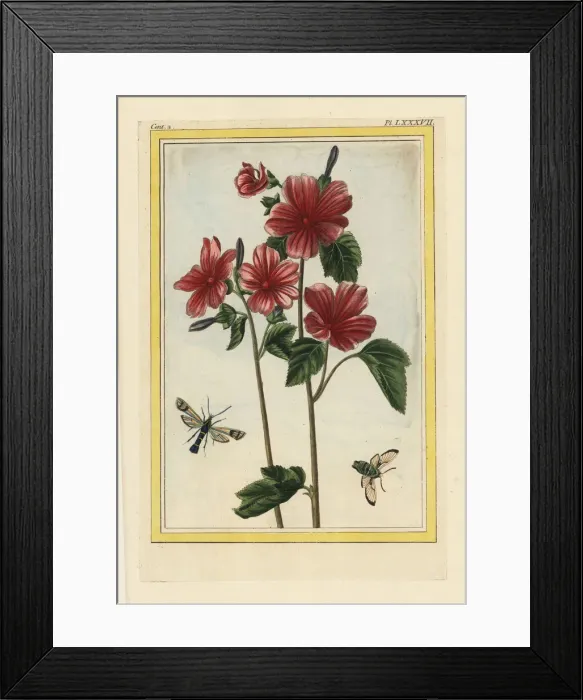 Framed Print : Rose mallow, Lavatera or Malva species Framed Print : Rose mallow, Lavatera or Malva species