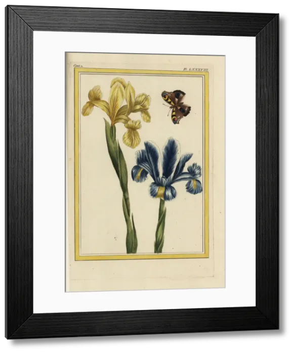 Framed Print : Yellow and violet iris varieties, Iris germanica Framed Print : Yellow and violet iris varieties, Iris germanica