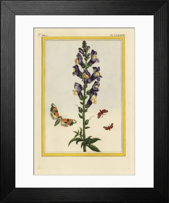 Framed Print : Snapdragon, Antirrhinum majus Framed Print : Snapdragon, Antirrhinum majus