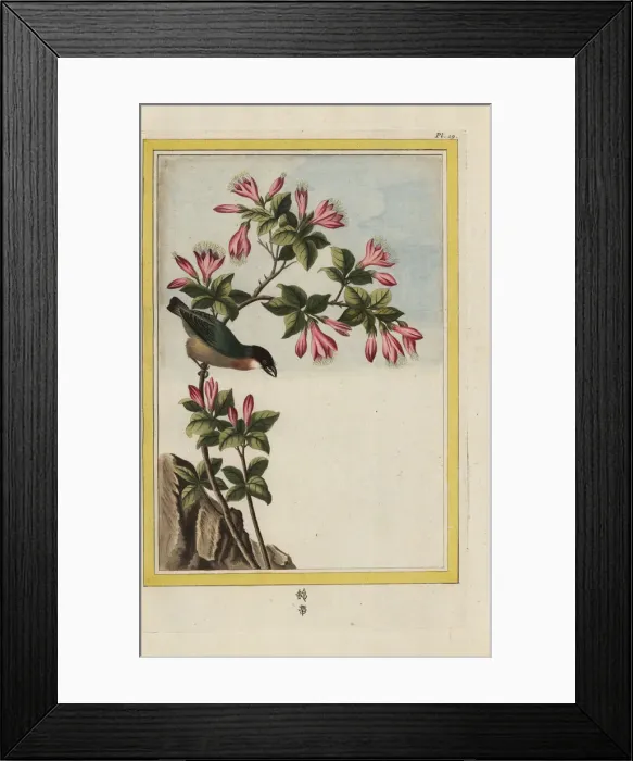 Framed Print : Azalea, Rhododendron indicum Framed Print : Azalea, Rhododendron indicum