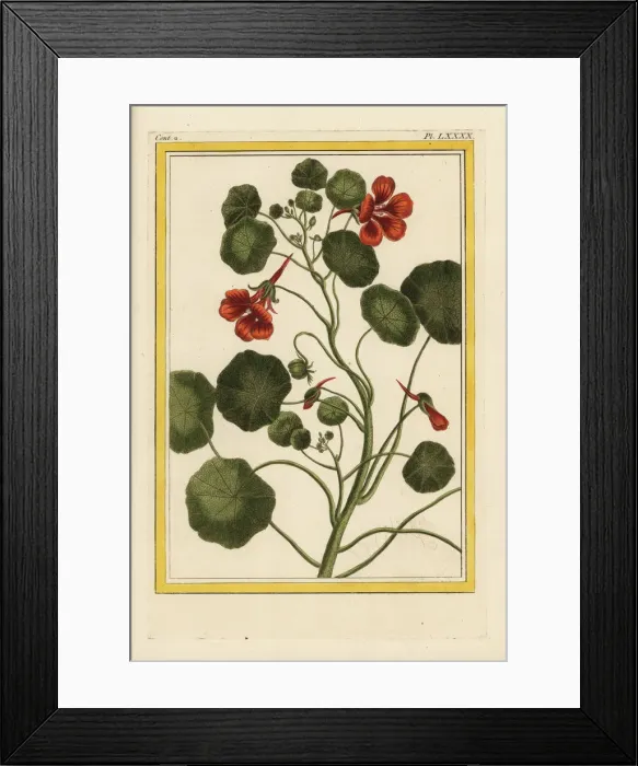 Framed Print : Garden nasturtium, Tropaeolum majus Framed Print : Garden nasturtium, Tropaeolum majus