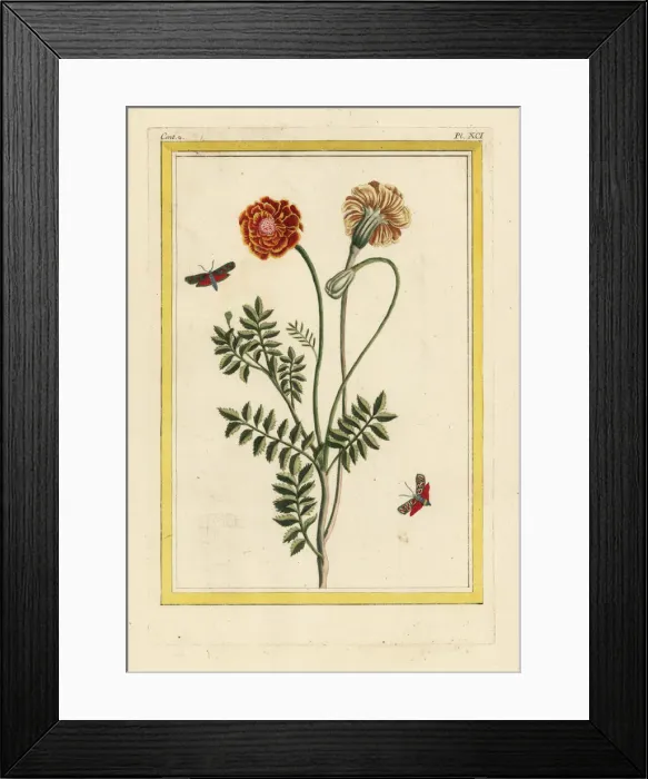 Framed Print : French marigold, Tagetes patula Framed Print : French marigold, Tagetes patula