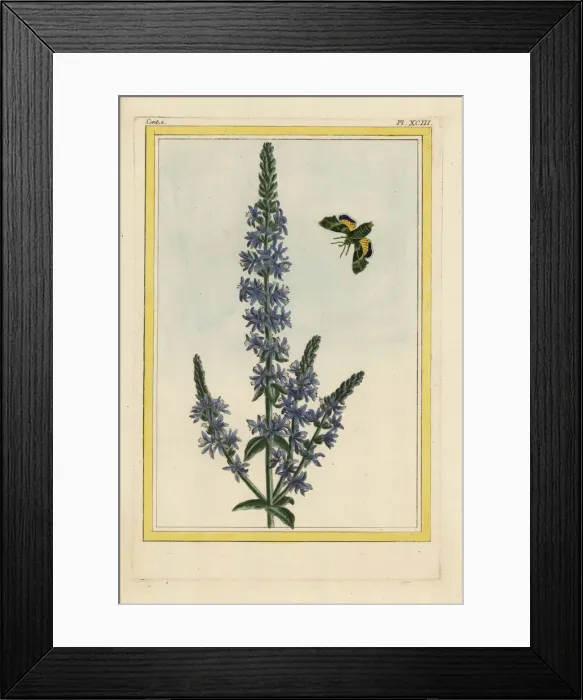 Framed Print : Purple loosestrife, Lythrum salicaria Framed Print : Purple loosestrife, Lythrum salicaria