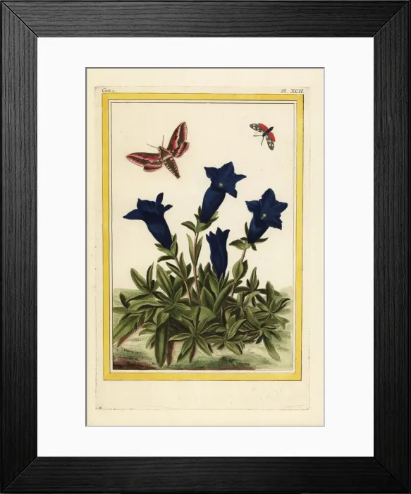 Framed Print : Blue gentian, Gentiana acaulis Framed Print : Blue gentian, Gentiana acaulis