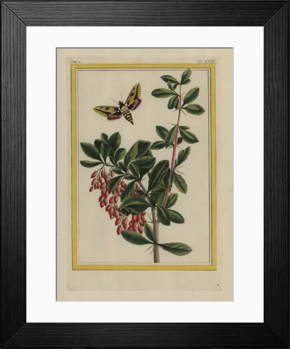 Framed Print : Blackthorn, Prunus spinosa, with sphinx moth Framed Print : Blackthorn, Prunus spinosa, with sphinx moth