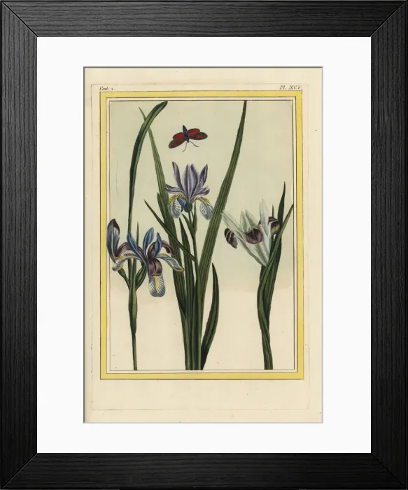 Framed Print : Dwarf violet iris, Iris verna Framed Print : Dwarf violet iris, Iris verna