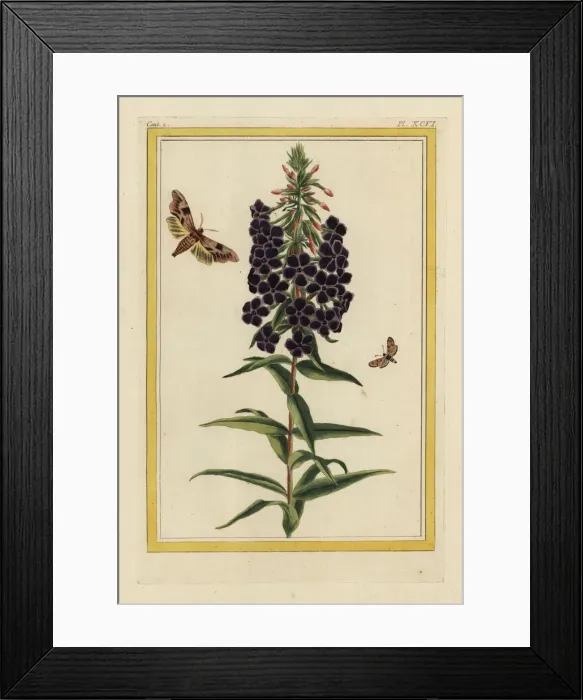 Framed Print : Garden phlox, Phlox paniculata Framed Print : Garden phlox, Phlox paniculata