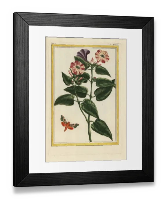 Framed Print : Marvel of Peru, Mirabilis jalapa Framed Print : Marvel of Peru, Mirabilis jalapa
