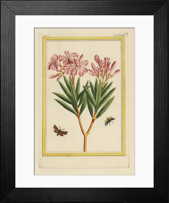 Framed Print : Oleander tree, Nerium oleander Framed Print : Oleander tree, Nerium oleander