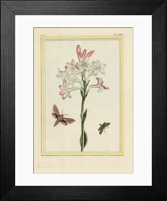 Framed Print : Tuberose, Polianthes tuberosa Framed Print : Tuberose, Polianthes tuberosa