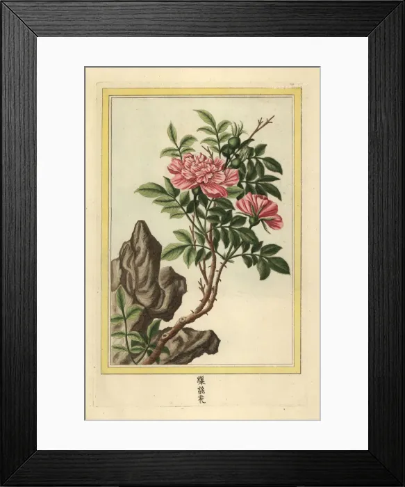 Framed Print : La Rose semi-double de la Chine Framed Print : La Rose semi-double de la Chine