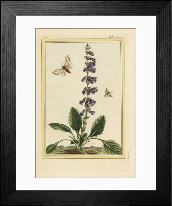 Framed Print : Lemon balm, Melissa officinalis Framed Print : Lemon balm, Melissa officinalis