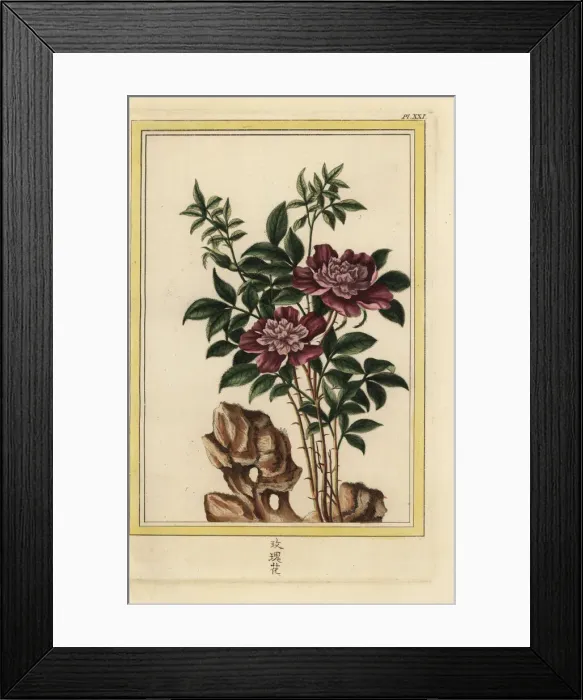 Framed Print : Violet rose, Rosa species Framed Print : Violet rose, Rosa species