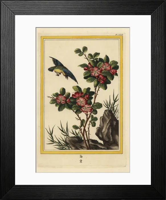 Framed Print : Hall crabapple, Malus halliana Framed Print : Hall crabapple, Malus halliana