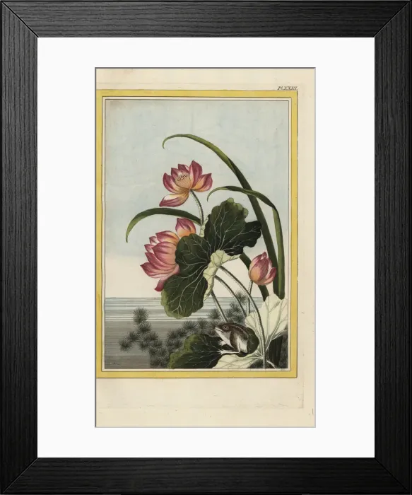 Framed Print : Indian lotus, Nelumbo nucifera, and frog Framed Print : Indian lotus, Nelumbo nucifera, and frog