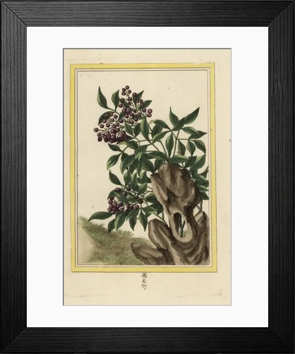 Framed Print : Sacred bamboo, Nandina domestica Framed Print : Sacred bamboo, Nandina domestica