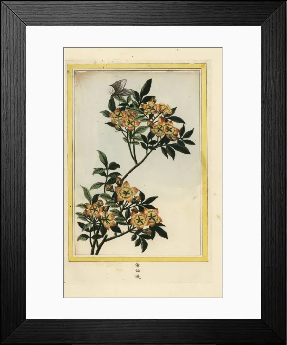 Framed Print : Crabapple, Malus species? Framed Print : Crabapple, Malus species?