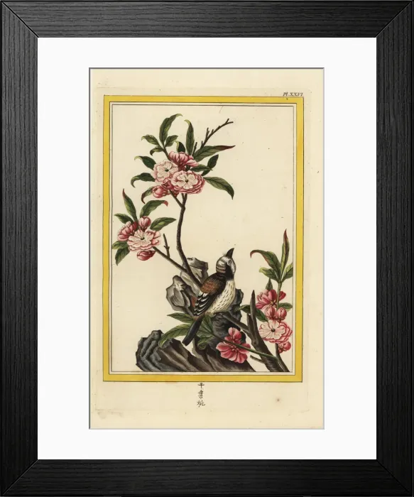 Framed Print : Chinese peach blossom, Prunus persica Framed Print : Chinese peach blossom, Prunus persica