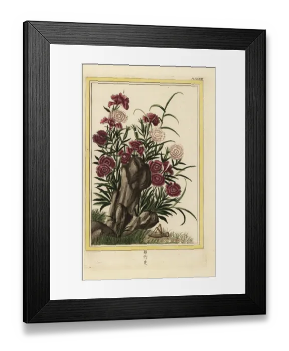 Framed Print : China Pinks, Dianthus chinensis Framed Print : China Pinks, Dianthus chinensis
