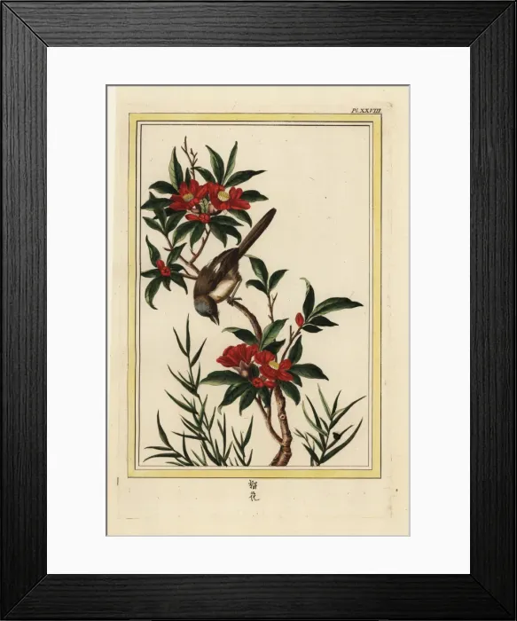 Framed Print : Pomegranate flower, Punica granatum Framed Print : Pomegranate flower, Punica granatum