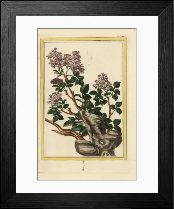 Framed Print : Lilac, Syringa vulgaris Framed Print : Lilac, Syringa vulgaris
