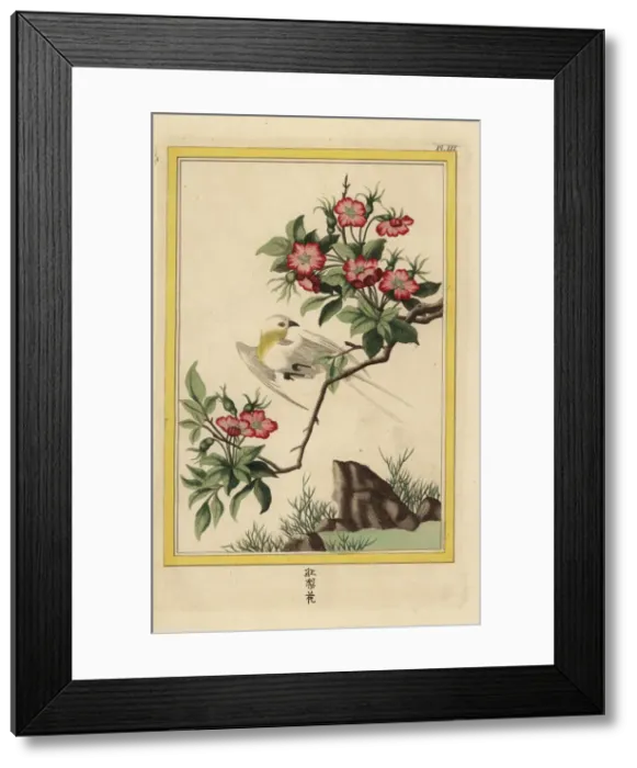 Framed Print : China rose, Hibiscus rosa-sinensis Framed Print : China rose, Hibiscus rosa-sinensis