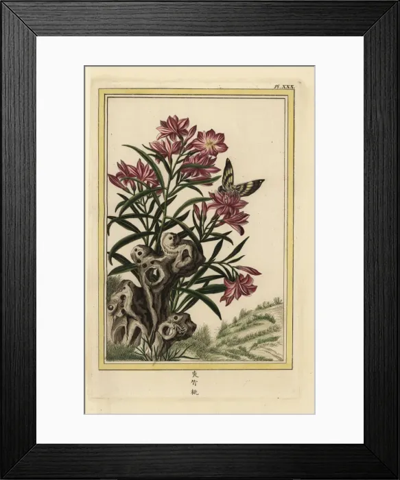 Framed Print : Oleander, Nerium oleander Framed Print : Oleander, Nerium oleander