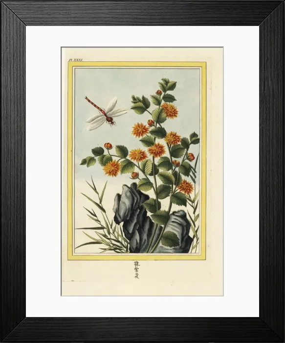 Framed Print : Chyrsanthemum indicum Framed Print : Chyrsanthemum indicum
