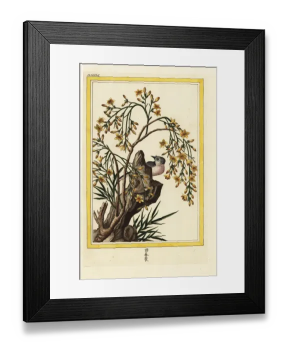 Framed Print : Yellow jasmine, Jasminum odoratissimum Framed Print : Yellow jasmine, Jasminum odoratissimum