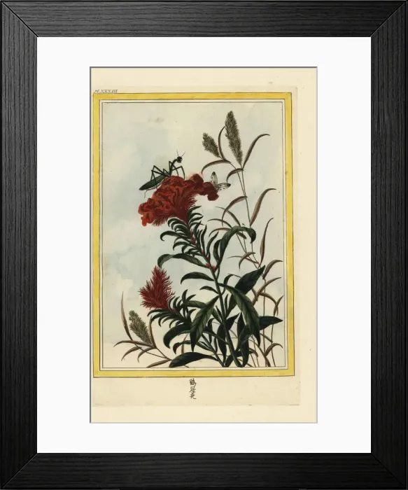 Framed Print : Cockscomb, Celosia cristata, with praying mantis Framed Print : Cockscomb, Celosia cristata, with praying mantis