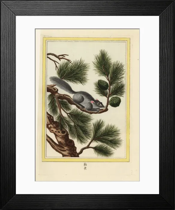 Framed Print : Yunnan pine, Pinus yunnanensis, with squirrel Framed Print : Yunnan pine, Pinus yunnanensis, with squirrel