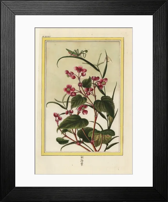 Framed Print : Chinese begonia, Begonia species Framed Print : Chinese begonia, Begonia species