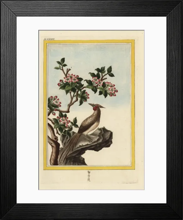 Framed Print : Chinese crabapple, Malus prunifolia Framed Print : Chinese crabapple, Malus prunifolia