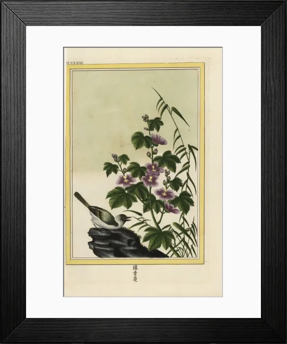 Framed Print : Chinese hibiscus, HIbiscus rosa-sinensis Framed Print : Chinese hibiscus, HIbiscus rosa-sinensis