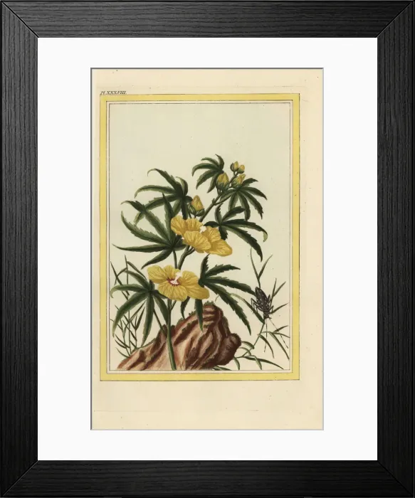 Framed Print : Hibiscus manihot, Abelmoschus manihot Framed Print : Hibiscus manihot, Abelmoschus manihot