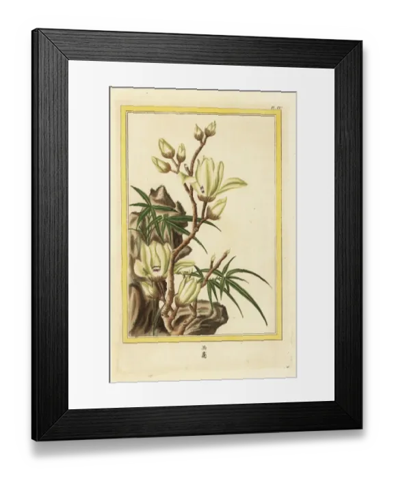 Framed Print : Lily tree or Yulan magnolia, Magnolia denudata Framed Print : Lily tree or Yulan magnolia, Magnolia denudata