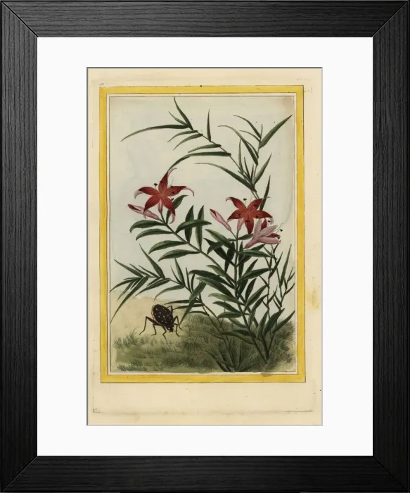 Framed Print : Lily, Lilium species Framed Print : Lily, Lilium species
