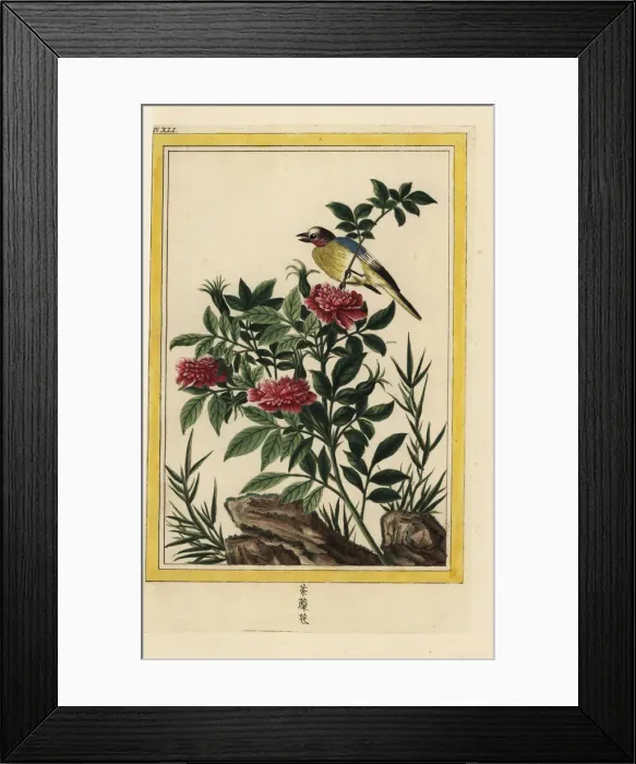 Framed Print : Double Chinese hibiscus, Hibiscus rosa-sinensis Framed Print : Double Chinese hibiscus, Hibiscus rosa-sinensis